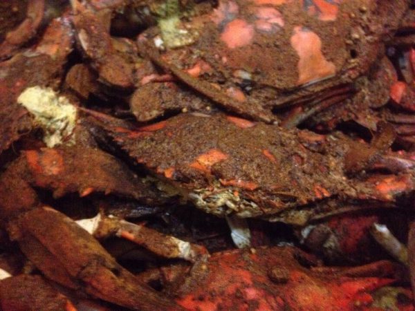 Maryland Steamed Crabs - Image 4
