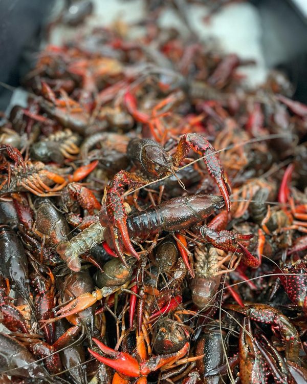 1lb of Crawfish