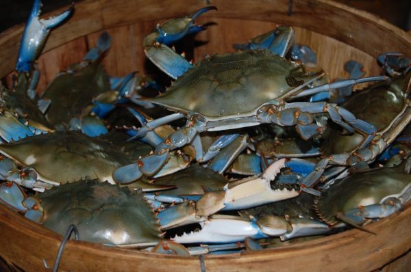 Maryland Steamed Crabs - Image 2